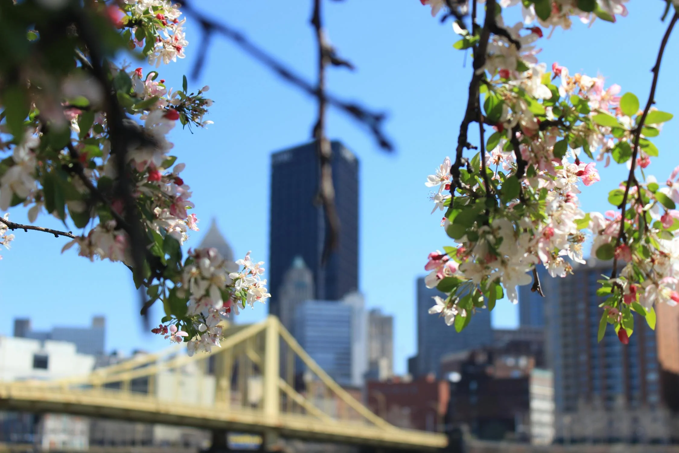 the city of Pittsburgh's steel Building, as seen through some cherry blossoms